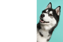 Portrait Of A Siberian Husky On A Blue Background Looking Around The Corner Of A White Empty Board With Space For Copy