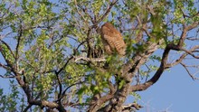 Rare Pels Fishing Owl Perched In A Tree Branch In Botswana South Africa - Wide Shot