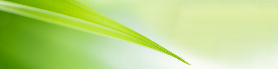 Wall Mural - closeup tropical green leaf textured on blurred background. nature background for banner and cover p