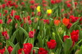 Fototapeta Tulipany - Red tulips field beautiful spring background.