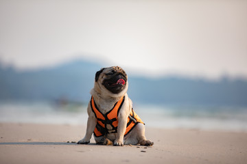 Happy dog pug breed wearing life jacket and sitting on beach feeling so happiness and fun vacations on the beach,Dog vacations Concept