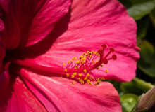 Pink Flower Of Hibiscus