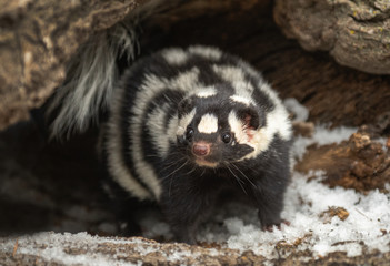 Spotted Skunk