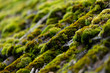 Moos Dach Nahaufnahme Pflanzen Details Ziegeln Dachpfannen feucht Schatten verrotten ungepflegt grün Makro Nahaufnahme Struktur Hintergrund 