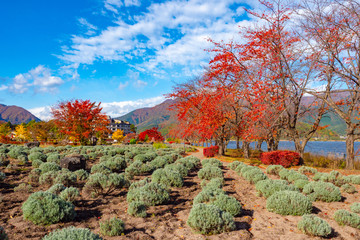 Wall Mural - Japan. Coast of lake Kawaguchiko on an autumn day. Japanese maple in the Yagizaki park. Hotel in Fujikawaguchiko. Yagizaki Park on the background of blue sky. Nature of Japan. Red trees by the lake