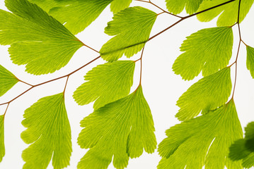 Green leaves on branch isolated on white