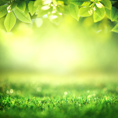 Wall Mural - Spring and nature background concept, Close up green grass field and leaf with blurred park and sunlight.