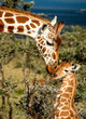 close up of mother giraffe kissing baby giraffe in Africa