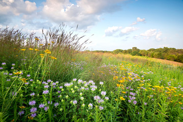 sunset light on native grasses wildflowers in a midwest prairie.