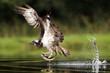 Osprey fishing on Scottish loch