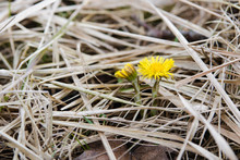 Coltsfoot Flowers In Dry Grass In Early Spring