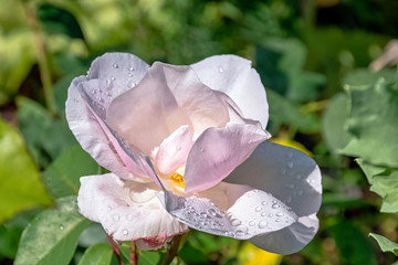 Poster - Rose Paul's Early Blush known as Rosa Mrs. Harkness in British park - London, UK