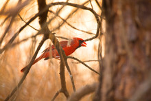 Red Cardinal Male At Sunset Singing