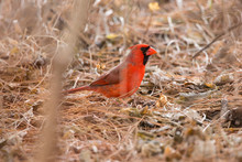 Red Cardincal Male Eating Seeds On Ground