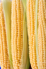 Sticker - Corn cobs with skins background, vertical view.