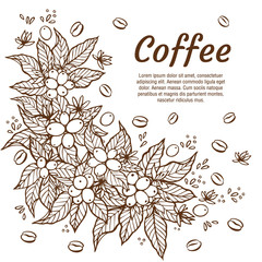 Wall Mural - Vector banner template with branches of coffee tree with flowers, leaves, berries and beans. Border coffee plant