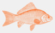 Common goldfish carassius auratus, popular aquarium fish native to East Asia in side view
