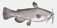 Black Bullhead Catfish, Ameiurus Melas, A Freshwater Fish From The Central United States In Side View