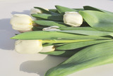 Fototapeta Tulipany - White tulips on the white background, close-up. Copy space.