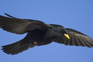 Wall Mural - An Alpine chough soaring at high altitude in front of a blue sky in the Alps of Switserland..	