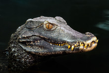 Head Of A Crocodile (Paleosuchus Palpebrosus). Dwarf Caiman.