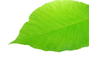 Wall Mural - fresh green leaf isolated on white background