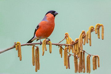 Wall Mural - Eurasian bullfinch (pyrrhula pyrrhula) sits on a branch in a forest park .