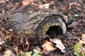 Stump with moss in the forest