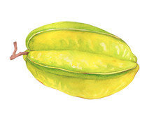 Ripe Whole Of Averrhoa Carambola (also Called An Carambola, Star Fruit And Five-corner). Hand Drawn Botanical Watercolor Painting Illustration Isolated On White Background.