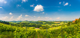 Fototapeta Natura - Austria Vineyards panorama Sulztal Leibnitz area famous destination wine street area south Styria , wine country in summer. Tourist destination. Green hills and crops of grapes. Tourist spot.