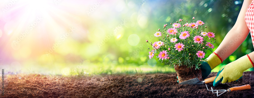 Gardening - Gardener Planting A Daisy In The Soil - obrazy, fototapety, plakaty 
