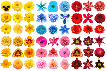 Big Collection Of Various Head Flowers Orange, Purple, Yellow, Pink, Blue And Red Isolated On White Background. Perfectly Retouched, Full Depth Of Field On The Photo. Top View, Flat Lay