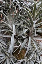 Structure Of Airplant Leaves From Genus Tillandsia On Decorative Wall, Hanged Balls With Soil And Some Moss Visible Behind The Spiky Longitudal Leaves.