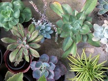 Top Down View Of Various Succulent Plants In Flower Pots, Mostly From Echeveria Genus Or Other Of Crassulaceae Family.