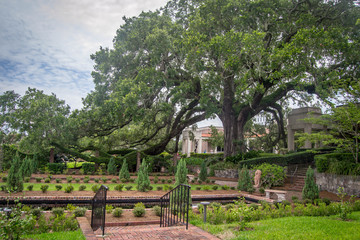 Grand Cummer tree in a garden