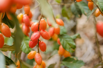  Elaeagnus berry on ripe in nature