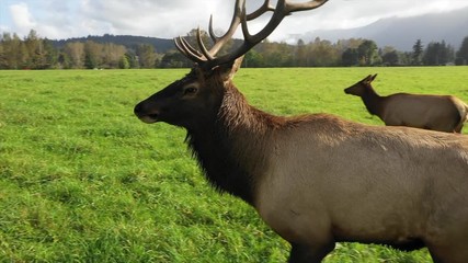 ground shot of elk moving through a field in the northwest. filmed in 2.7k 60fps, slowed to 50%