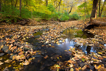 Wall Mural - Autumn leaves litter a creek bed in a quiet Midwest woodland setting.