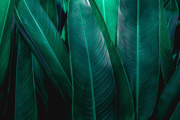  green leaf texture, dark green foliage nature background, tropical leaf