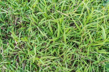 Grass texture or background.