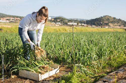 Cuadros en Lienzo Female farmer putting green onions in plastic box