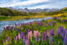 Lupins Along The Edge Of Mountain Stream With Mountains In The Background