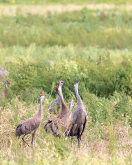 Canvas Print - Calling Cranes