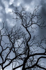 Wall Mural - Silhouette dead tree on dark dramatic sky and white clouds background for death and peace. Halloween day background. Despair and hopeless concept. Sad of nature. Death and sad emotion background.