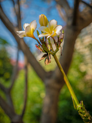 Wall Mural - Photos of the yellow and white plumeria flowers is popular flower in Thailand.