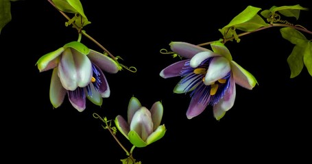 Wall Mural - Timelapse of passion flower blooming on a black background