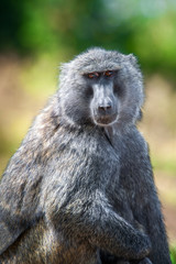 Wall Mural - Young olive baboon in Masai Mara National Park of Kenya