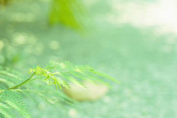 Wall Mural - Green acacia leaves with natural background