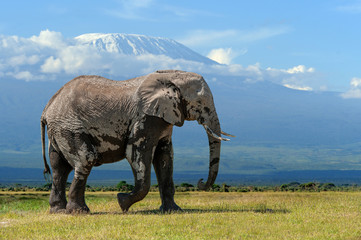 Wall Mural - Elephant with a snow covered Mount Kilimanjaro in the background