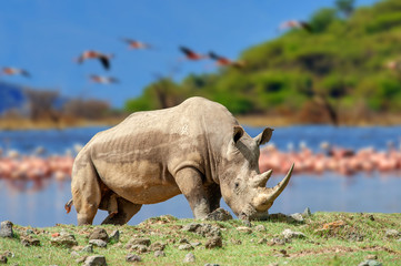 Sticker - Rhinoceros on a background of pink flamingos in Nakuru National Park